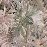 Rio Blanco - CASAMONTE