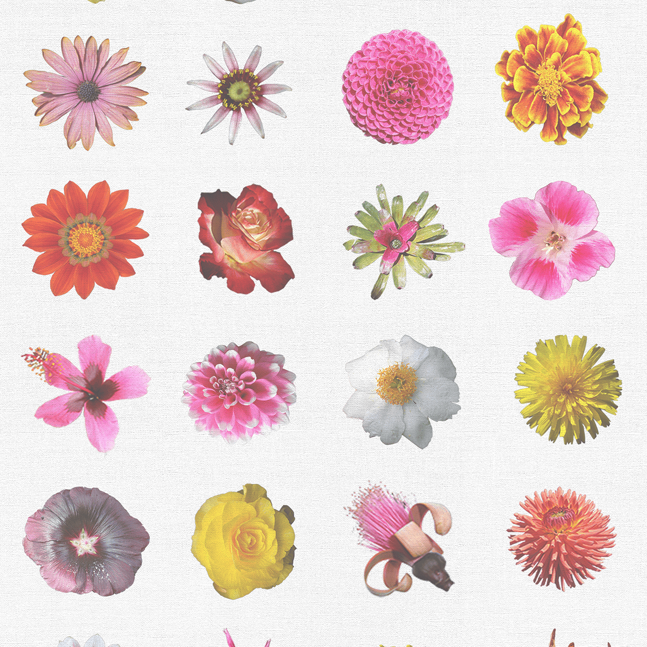 Pure Flowers Flowers and More Flores Wallpaper