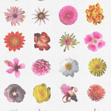 Pure Flowers Flowers and More Flores Wallpaper