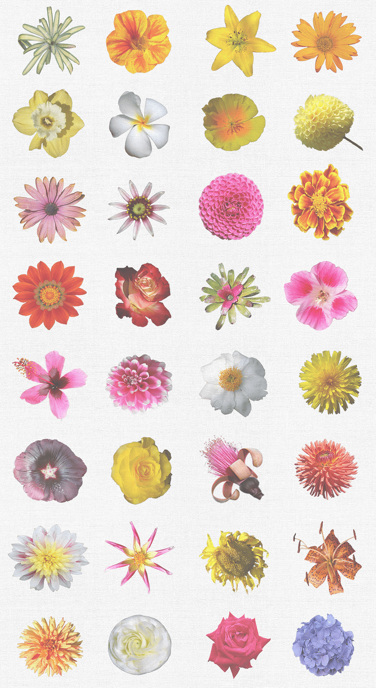 Pure Flowers Flowers and More Flores Wallpaper