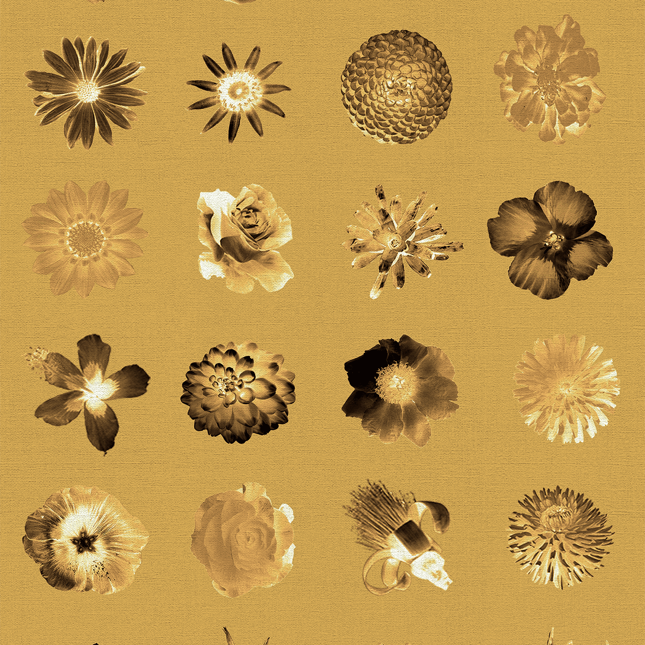 Royal Flowers Flowers and More Flores Wallpaper