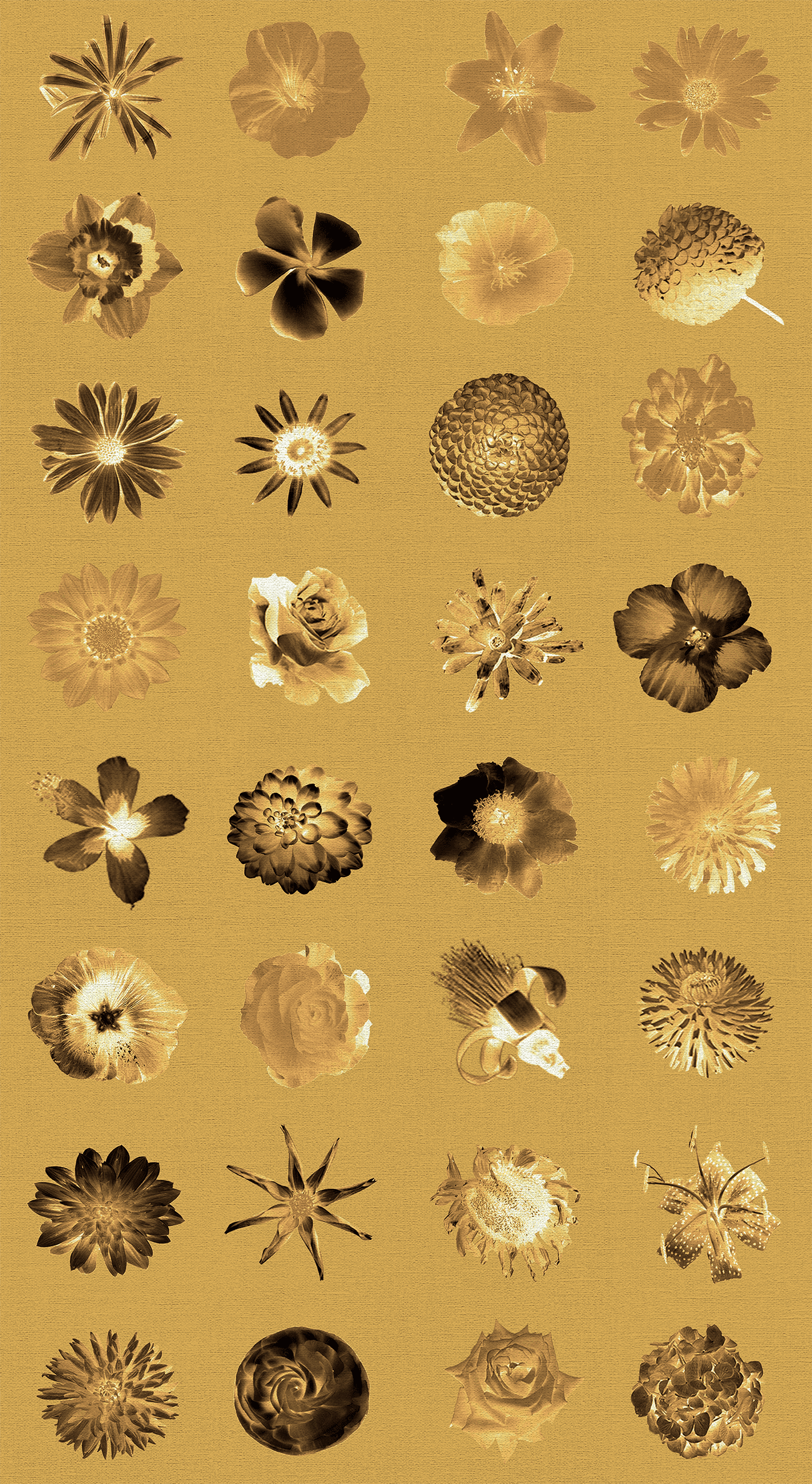 Royal Flowers Flowers and More Flores Wallpaper